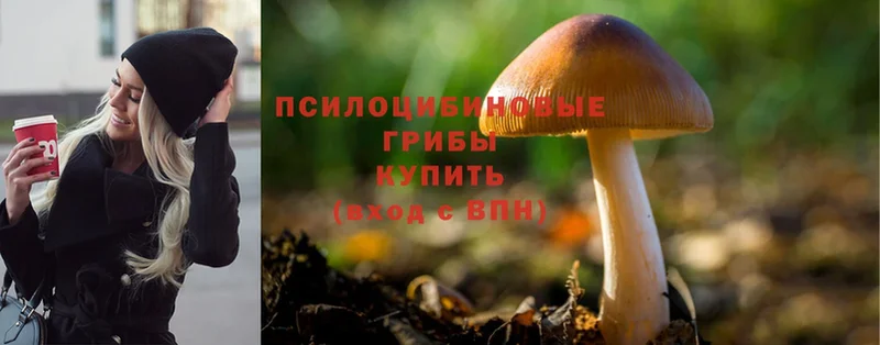 Псилоцибиновые грибы Psilocybine cubensis  Рудня 